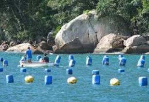 Maricultura em Santa Catarina!